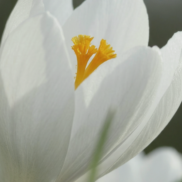 A close up of a blooming white crocus flower