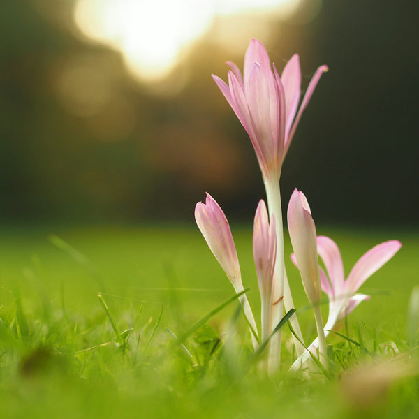 The Gut Immune System in Spring: 6 Scientifically Described Associations