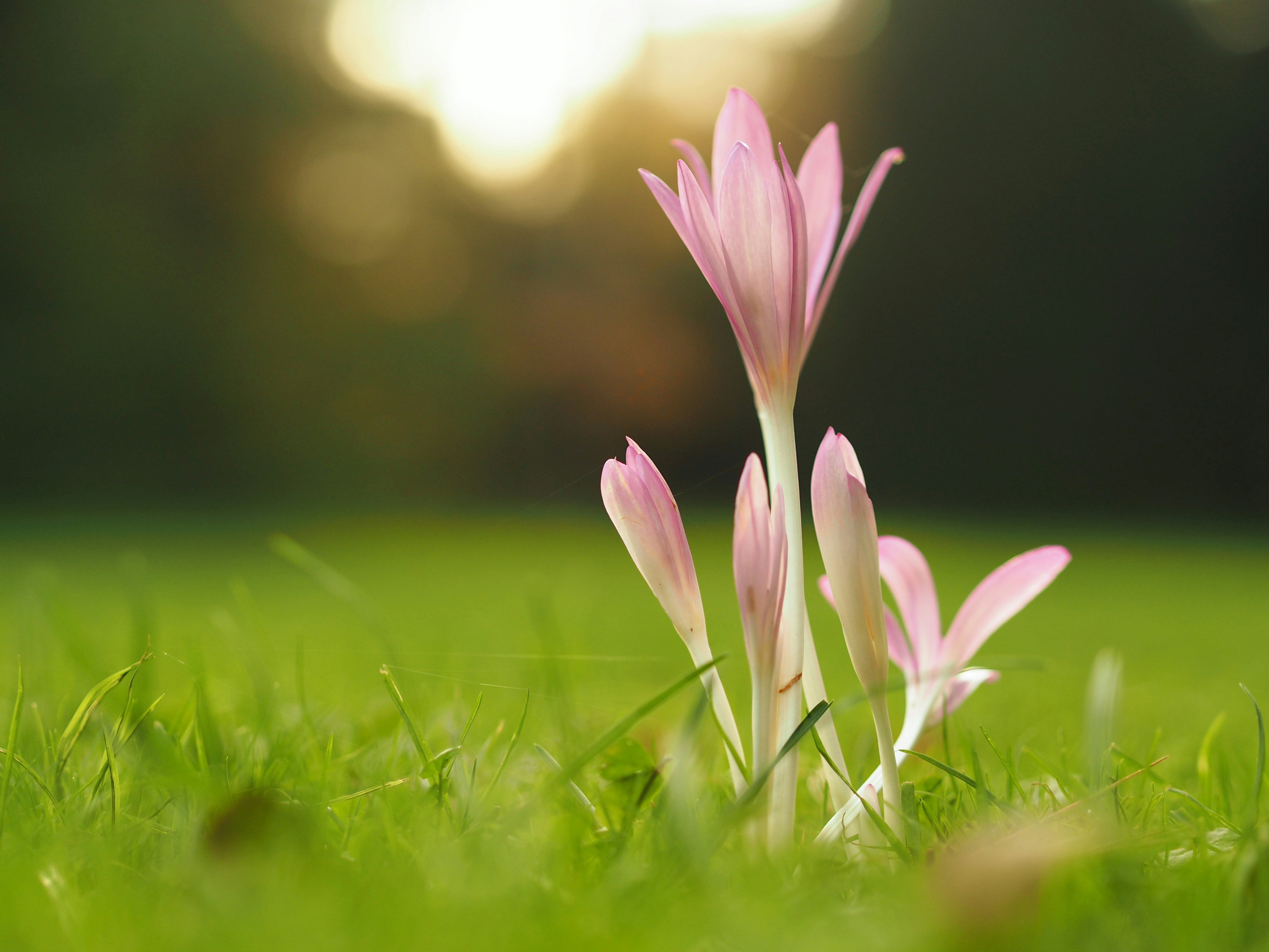 The Gut Immune System in Spring: 6 Scientifically Described Associations